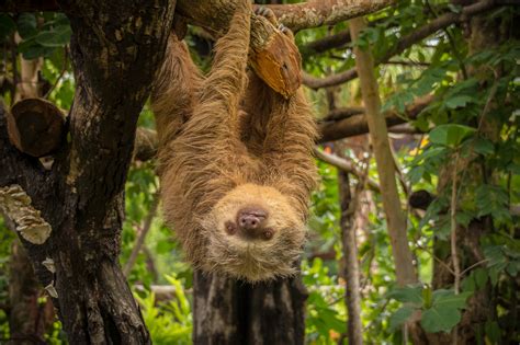 costa rica sloth sanctuary arenal